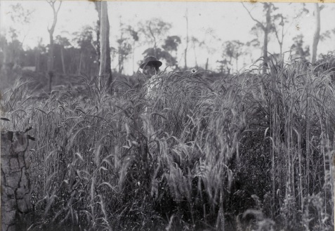  Plantação de trigo no Núcleo Colonial Vera Guarani, Paraná, 1910. Fotografia de Amador E. Saporski
