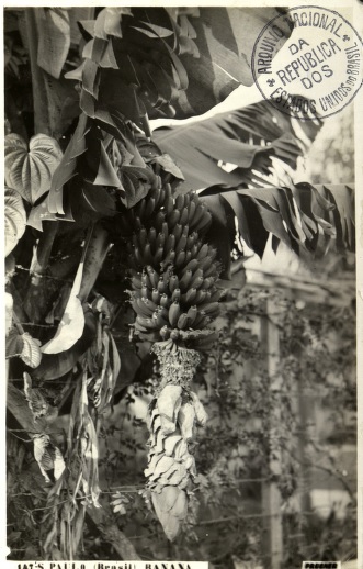 Plantação de bananas no estado de São Paulo, década de 1920