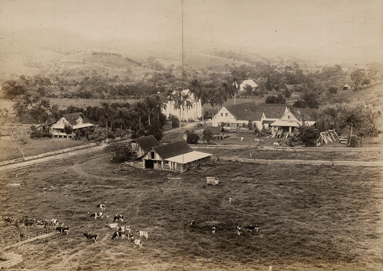 Criação de gado bovino em Blumenau, Santa Catarina, [1922]