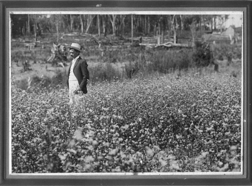 Plantação de trigo tartárico, Núcleo Colonial Vera Guarani, Paraná, 1910. Fotografia de Amador E. Saporski