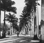 O canal do Mangue foi inaugurado em 1860 sendo concluído em 1867 com a colocação do gradil e o plantio de setecentas palmeiras