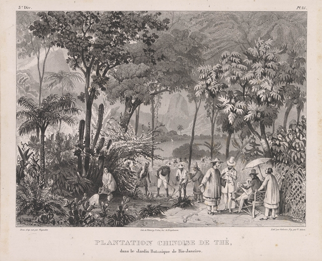 Plantação chinesa de chá no Jardim Botânico do Rio de Janeiro, gravura do álbum Viagem pitoresca, publicado em 1835, de Johann Moritz Rugendas
