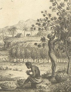 Prancha representando a cultura do algodão nas Antilhas francesas antes da invenção do descaroçador automático de Eli Whitney (1765-1825), incluída na Enciclopédia iluminista de Diderot e d’Alembert, publicada em Paris de 1751 a 1772 [detalhe]